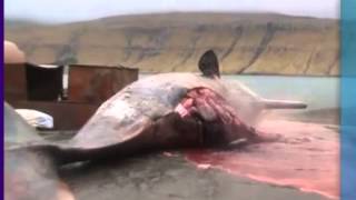 Baleia explode devido gases acumulados-Veja!-Whale explodes from gas accumulated-See!