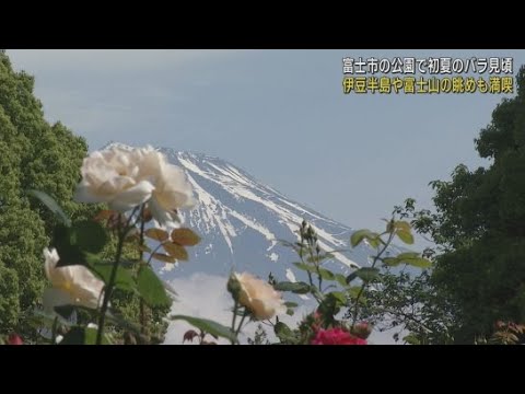 YouTube Video 170品種2000株のバラが咲き誇り彩りや香りを楽しむ 富士山や伊豆の景色との競演も 静岡・富士市「広見公園」