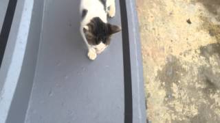 Hungry kitten in front of the church