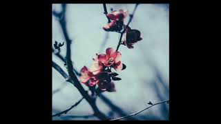 Hodgy ft imDontai - BLOSSOM - Type Beat