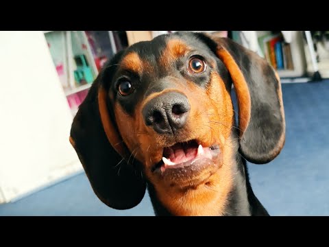 Gończy Polski Hektor czeka na miskę.