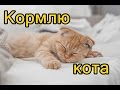 Самый честный обзор на кота 2. Кормлю кота. 