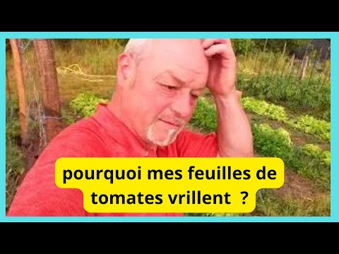 , title : 'Pourquoi mes feuilles de tomates vrillent ?'