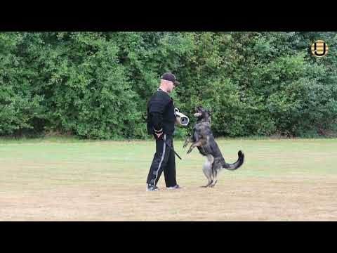 Detlef Weinhausen with the dog Wieke vom Wieratal in protection service