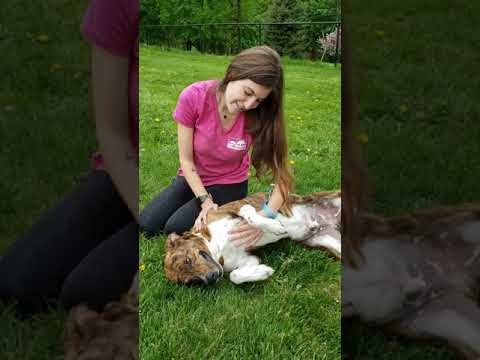 Harley, an adopted Plott Hound & Catahoula Leopard Dog Mix in Harrison, NY_image-1