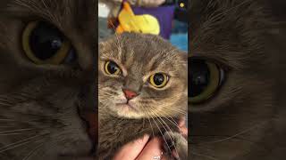 The cat was very unhappy#Cat#funny#funnymoments#cuteanimals
