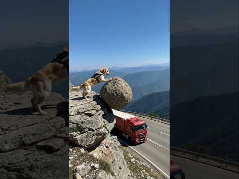 K9 golden retriever dog pushes a giant rock to warn truck driver! #story #dog