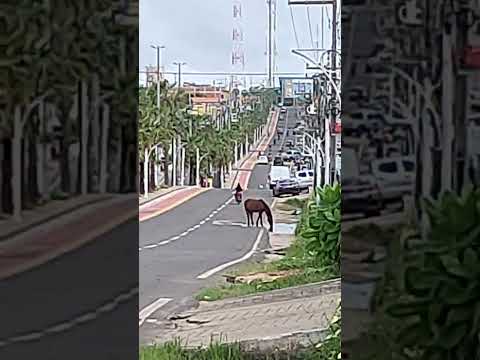 o perigo dos animais na avenida senador Alexandre Costa em Caxias ma
