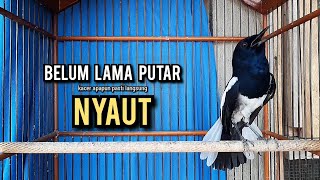 Download lagu kacer gacor NGEPLONG tarung ini paling ampuh buat PANCINGAN KACER agar EMOSI NYAUT mp3