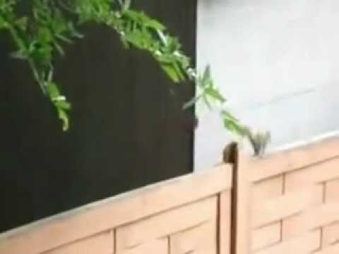 Epic Animal Jump FAIL