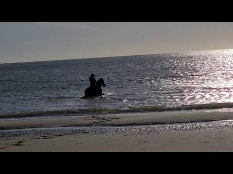 Stal Okkema's Yme on the beach