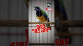 Download lagu CUCAK CUNGKOK TEMBAKAN CILILIN, GEREJA TARUNG, ROLL KUNTI mp3