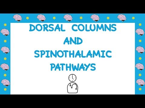 Dorsal Columns and Spinothalamic Tracts Explained in 11 Minutes | Medic in a Minute