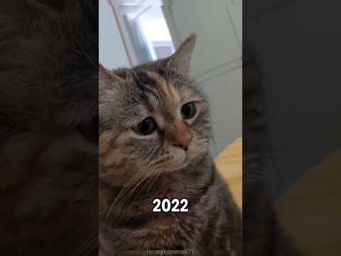 These cats are famously cute.(2026)