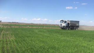 RICE FARMING AUSTRALIA || Spreading Ferlitizer & Watering The Rice Field