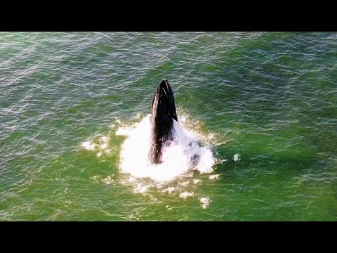 Whale Breaches 5x in a Row to Lunge Feed on Bunker