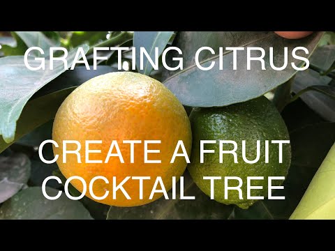 GRAFTING CITRUS- BEGINNERS GUIDE TO CREATE A FRUIT COCKTAIL TREE