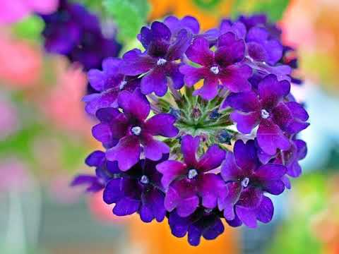 Amazing and Most Beautiful Multicolored Verbena Flowers