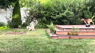 Video preview image #1 Basenji-Unknown Mix Puppy For Sale in Milwaukie, OR, USA