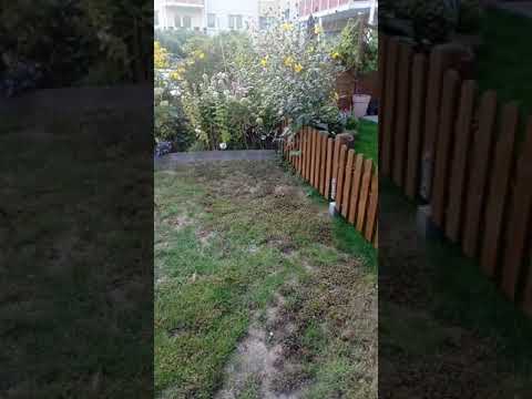 Bekämpfung von rotem Klee in der Rasenfläche.