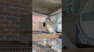 Download lagu BURUNG FALK Parkit Australia 🦜🕊️ #burungfalk #parkitaustralia #cockatiel #falk #burung #birds #gacor mp3