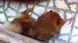 Felicia - 14.07.2013