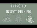 Intro To Insect Pinning