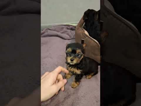 Обаятельные щенки Йоркширского Терьера