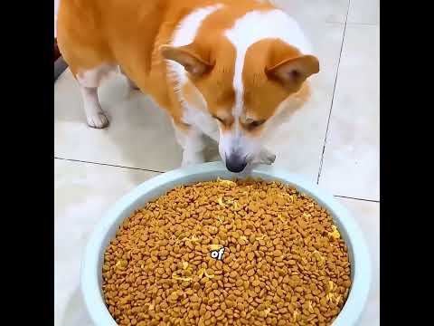 The dog endures all hardships just for its skateboarding dream! #pets #cute #funny #shorts