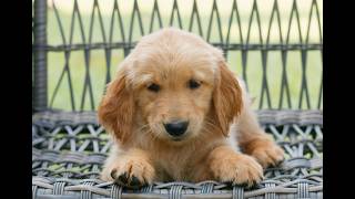 Video preview image #1 Golden Retriever Puppy For Sale in GAP, PA, USA