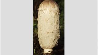 Here awa, there awa, wandering Willie.