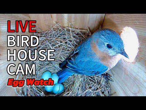 LIVE BIRDHOUSE CAM: Will the Bluebird Lay a 5th Egg on 6/8? Stay Tuned!