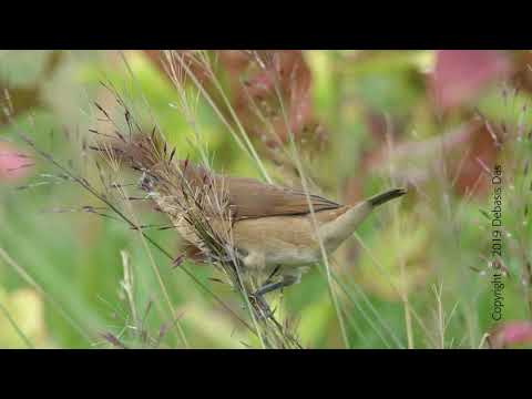 Scaly-breasted Munia (Juvenile)
