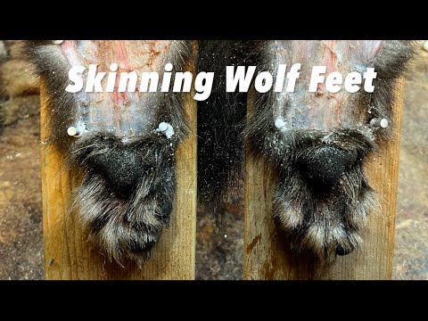 How to Skin Wolf Feet