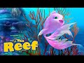 THE REEF Welcome To The Reef