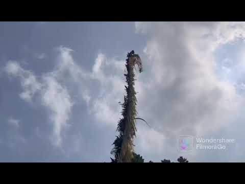 pembuatan gawar .dalam persiapan ruat bumi.karang delima