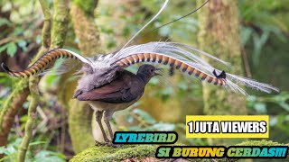 Download lagu LYREBIRD BURUNG YANG BISA MENIRUKAN SERIBU SUARA... mp3