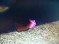 One Little Slip From Chicken Little Sped Up And Chipmunked