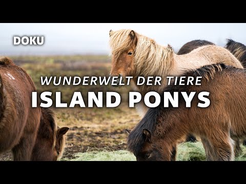 Wunderwelt der Tiere – Island Ponys (Tierdoku | Pferdedoku | ganze Doku | Deutsch)