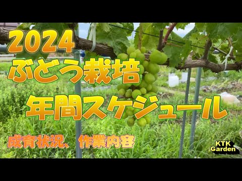 いつエンドウ豆を植えるのですか？生産を最適化し、収穫を成功させるにはどうすればよいでしょうか?  庭園
