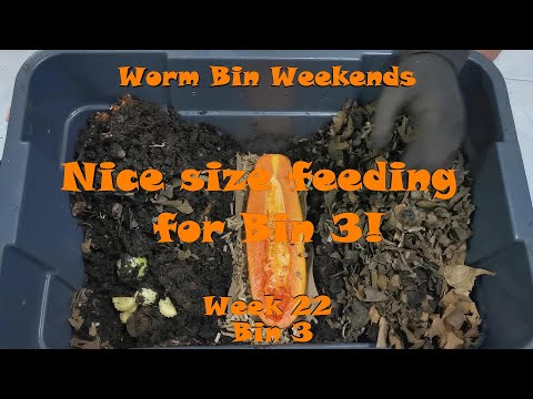 Worm Bin Weekends! Week 22 - Bin 3: Nice size feeding for Bin 3!