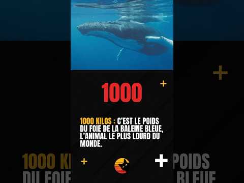 Le chiffre qui tue : 1000 #chatcurieux #culture