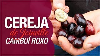 Miniatura do vídeo