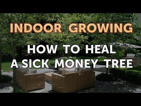 How to Regrow a Broken Aloe Leaf