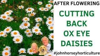 UNLOCK BEAUTIFUL OX EYE DAISIES WITH SMART PRUNING