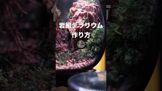 岩組で作る凹型のテラリウム#shorts #テラリウム