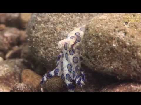 Blue-Ringed Octopus bites back!