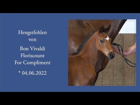 Hengstfohlen Bon Vivaldi x Floriscount