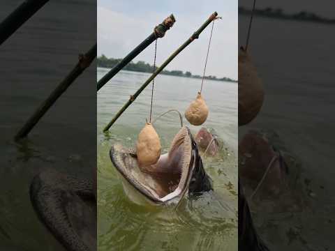 Unbelievable Fishing Trap Video. Best Trap Of fishing water river. amazing fishing style. #fishing