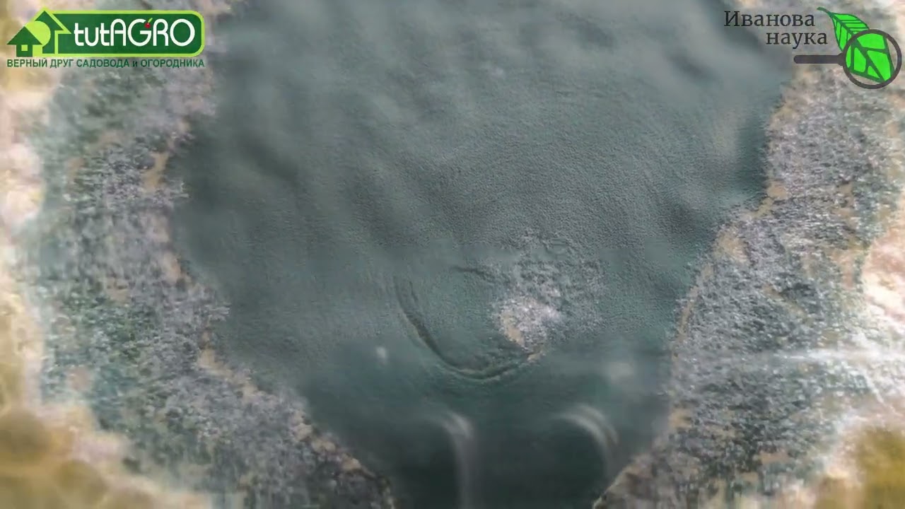 Лучшие санитары почвы. Зеленый монстр против грибков. Она беспощадна: сжирае